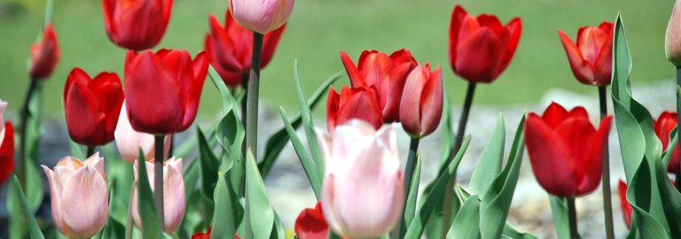 Newsletter Archive