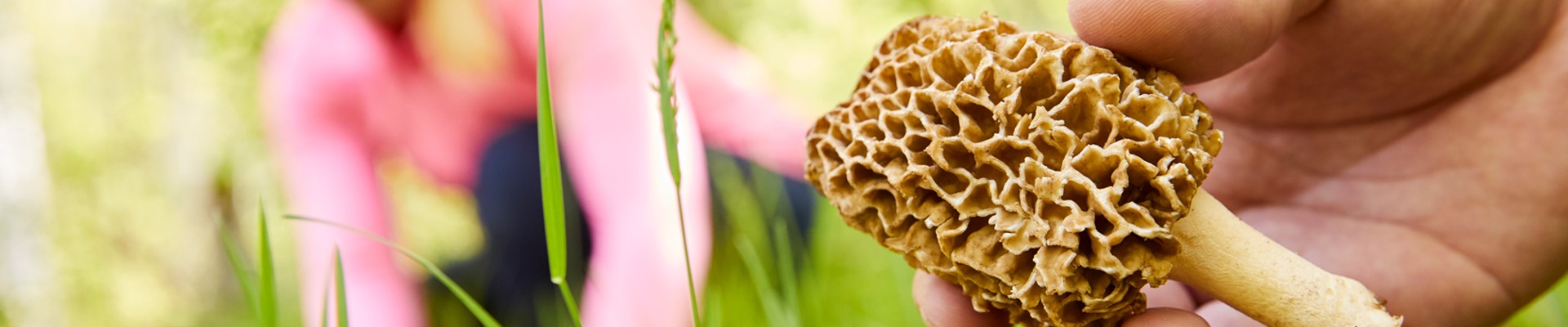 Fish and Forage: Wild Mushroom, Ramps, and Lake Flavor