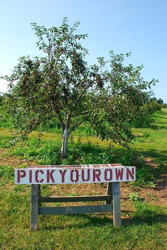 Guide to Cherry Picking What to Know About Cherries