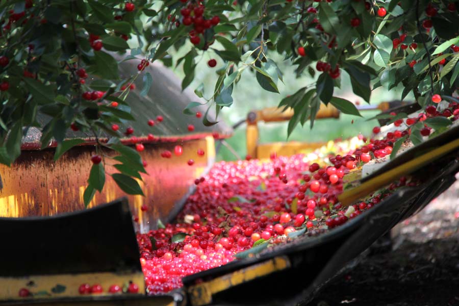 The History of Cherry-Picking in Door County The History of Cherry-Picking in Door County