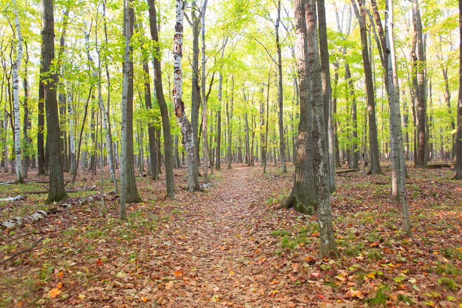 10 Hikes for Fall Adventure A forested path unwinds.