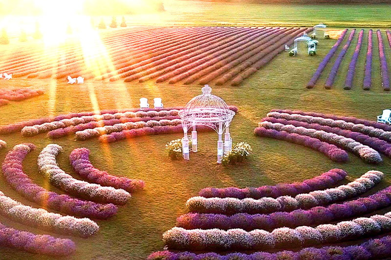 A Guide to Visiting Washington Island Fragrant Isle Lavender Farm