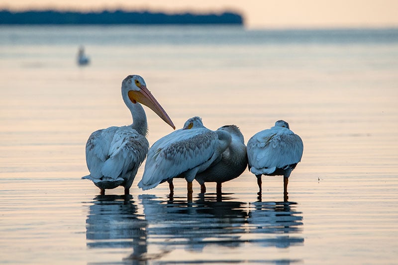 Animals & Wildlife of Door County Pelicans