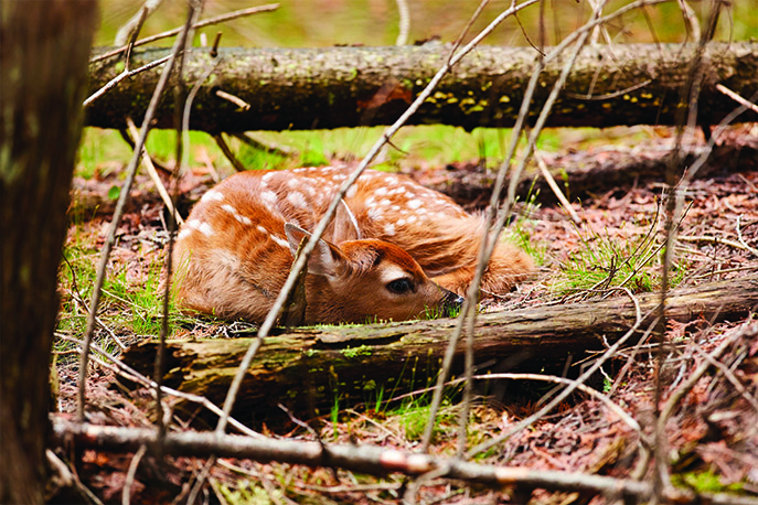 Practicing Sustainability in Door County Wildlife Viewing