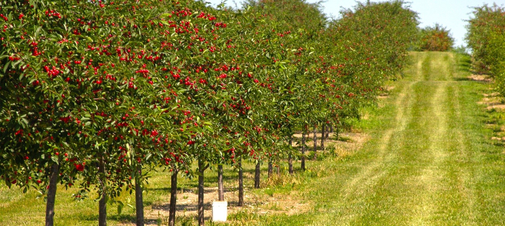 Cherry Orchards