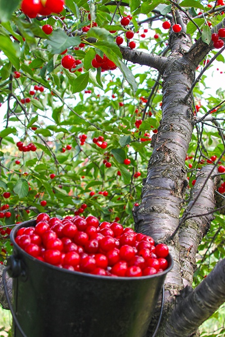 Cherry Orchards
