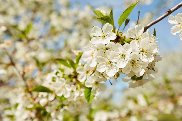 Cherry Blossoms
