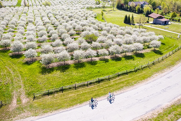 Cherry Blossoms