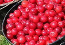 All Things Cherry