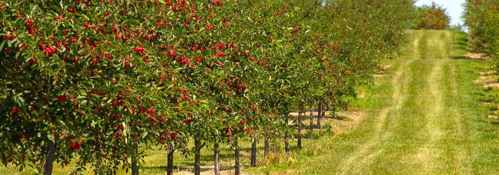 All Things Cherry