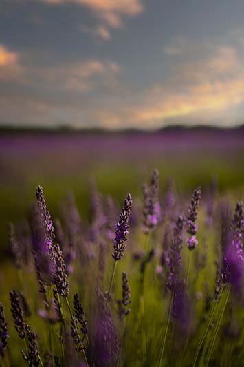 Lavender Fields