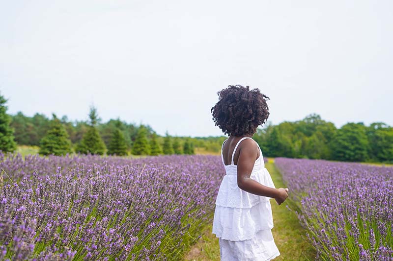 Lavender Fields