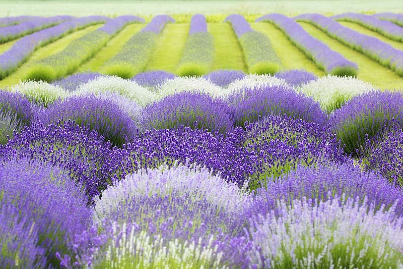 Lavender Fields