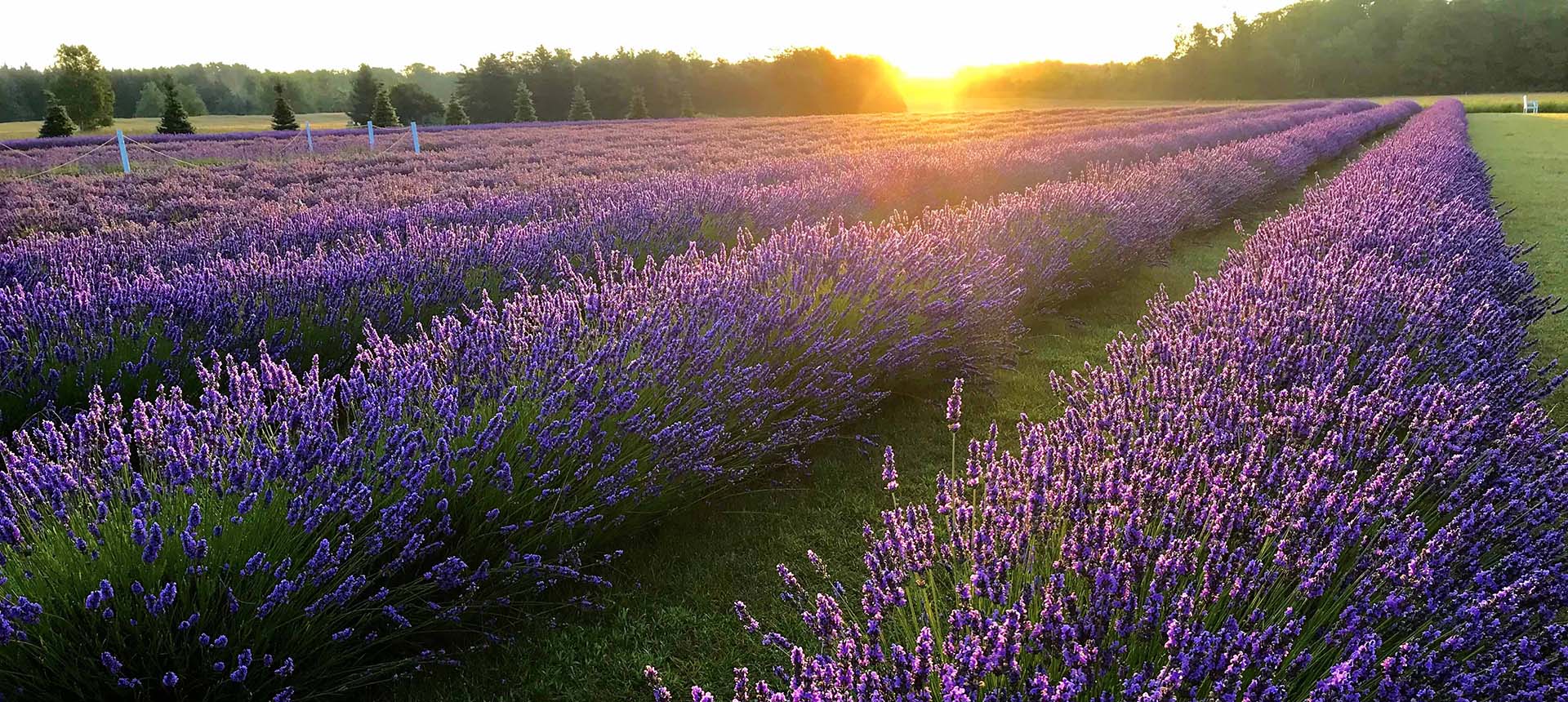 Lavender Fields