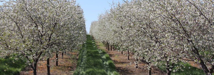 Rows of blossoming trees
