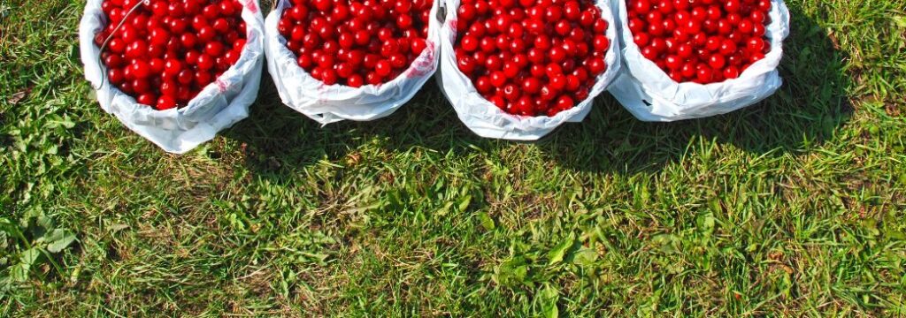 Cherry picking pails