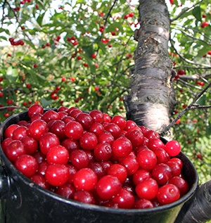 Cherries