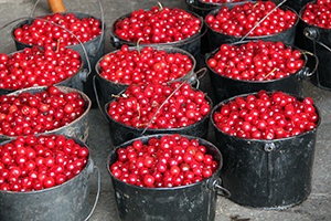 Cherries