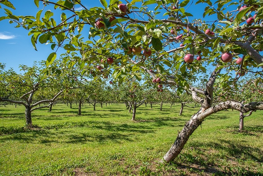 Orchards & Farms An orchard filled with fruit trees.