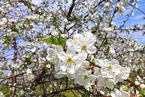 Cherries