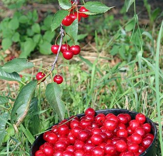 Cherries