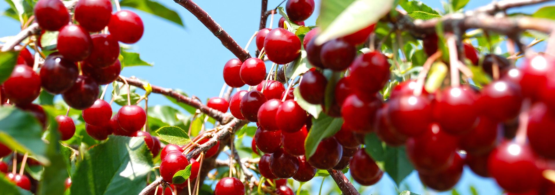Cherries Cherries
