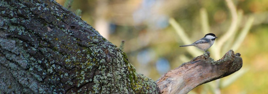 Birding & Bird Watching