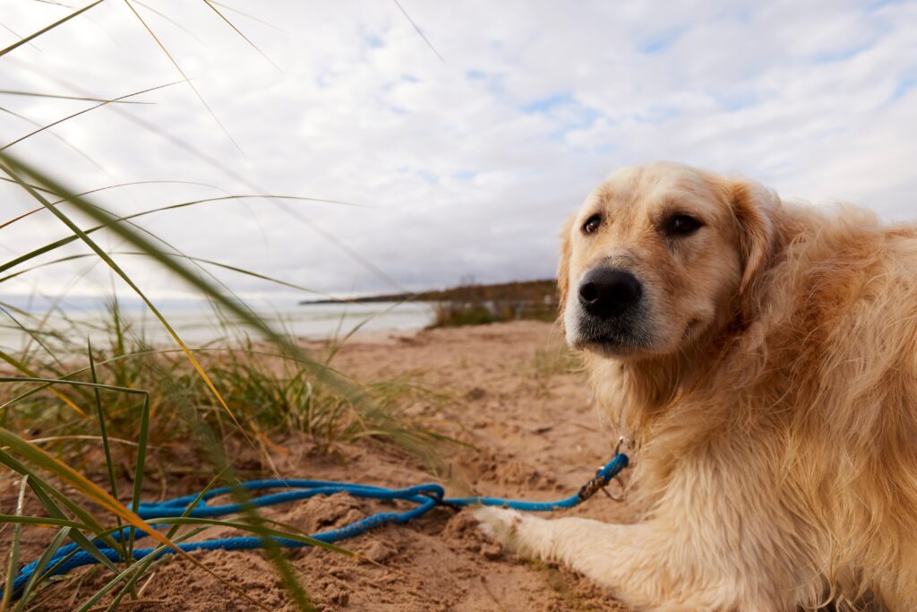Pet-Friendly Vacations
