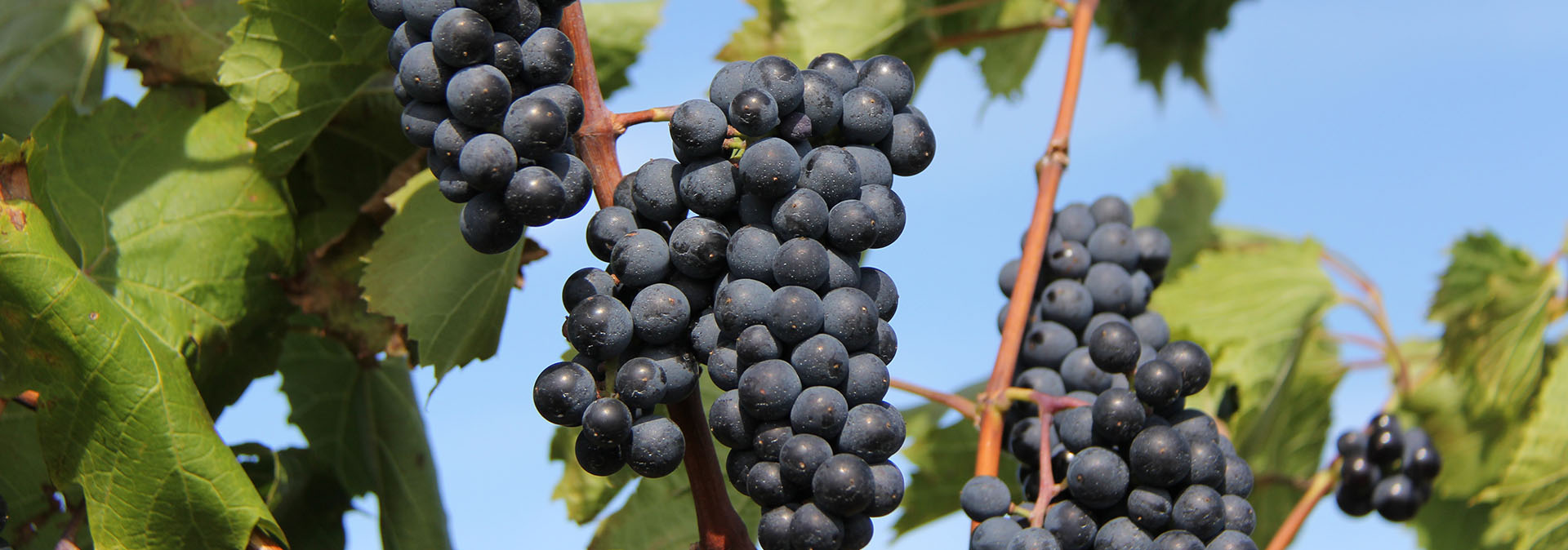 Wine & Wineries Wine grapes banner