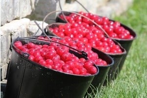 Cherry Fest in Door County