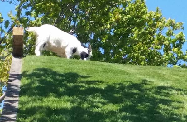Sister Bay Roofing of the Goats