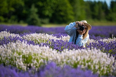 Washington Island Washington Island Lavender Festival