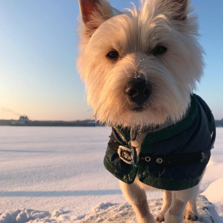 Pet-Friendly Vacations
