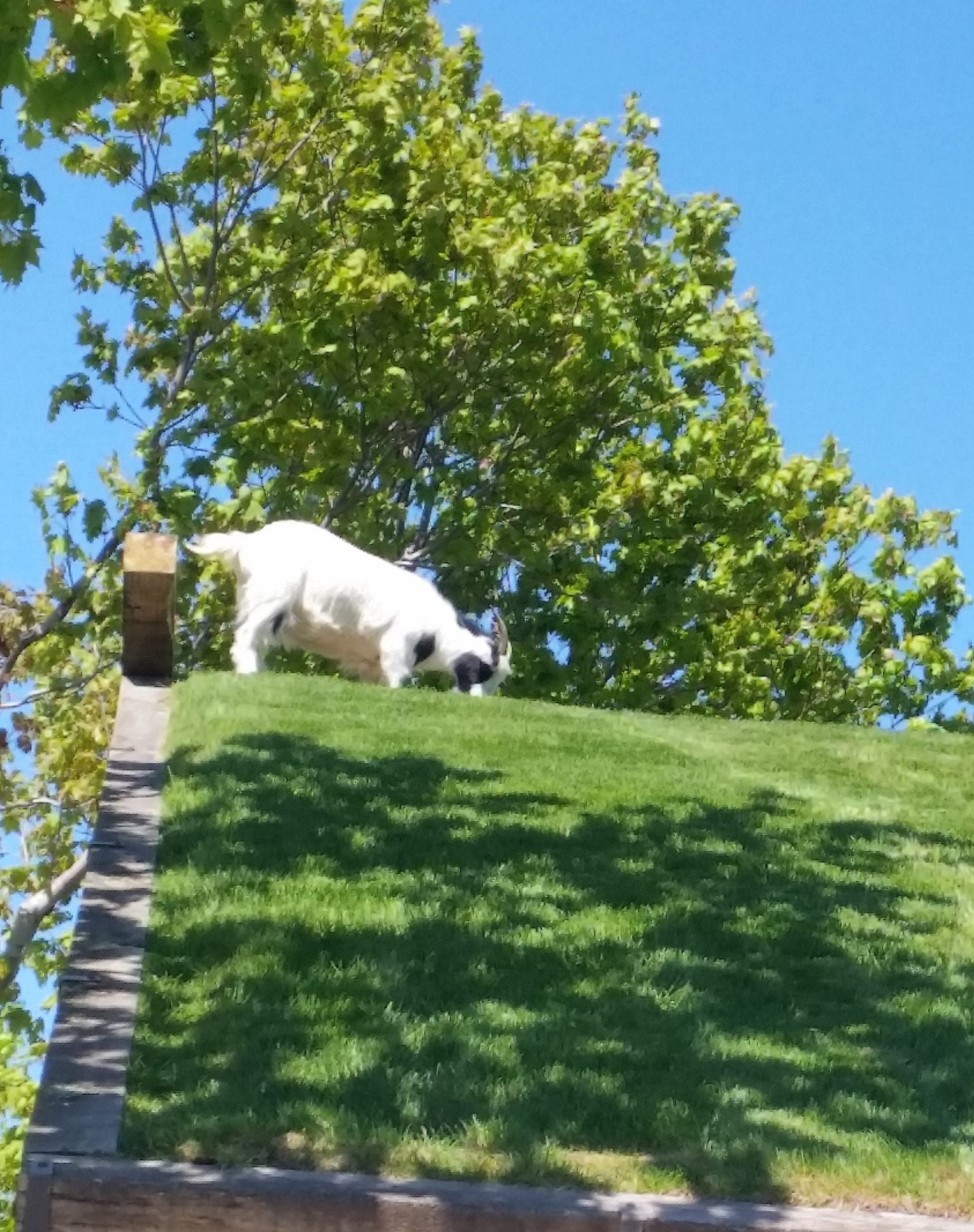 Sister Bay Al Johnsons goats on roof
