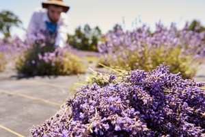 Washington Island Lavender Festival