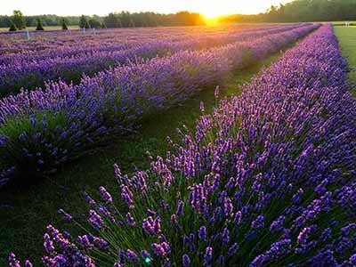 Washington Island See a lavender farm in person