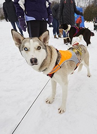 Pet-Friendly Vacations