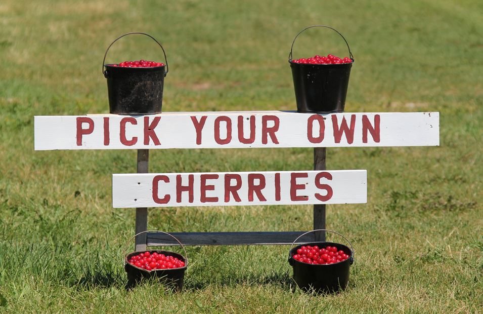 Cherries Cherries