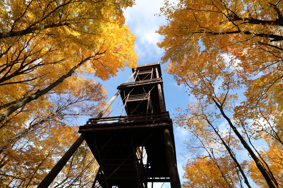 Lookout Towers Point of view looking at a tower rising up above trees