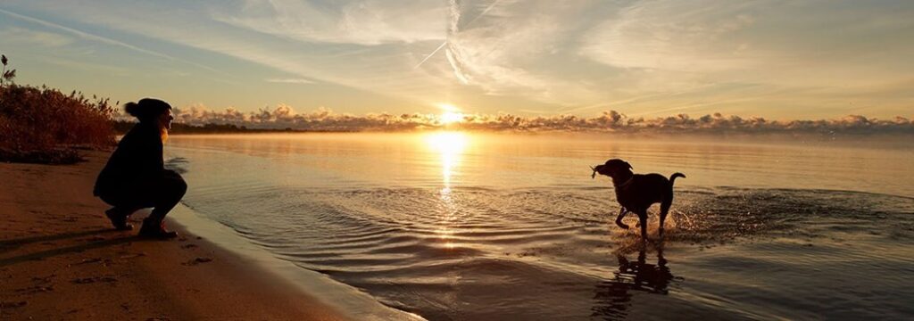 Tips for a Vacation with Your Dog