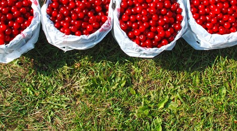 Forestville Buckets full of cherries