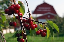 Door County cherries