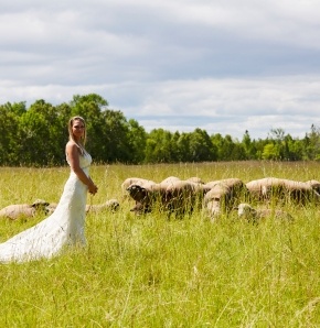 Weddings A woman in a wedding dress standing in a field in front of sheep