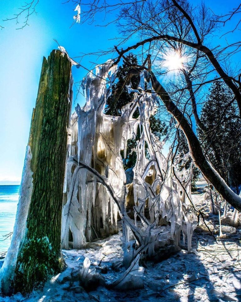 Iced over tree