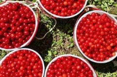 Buckets of cherries.
