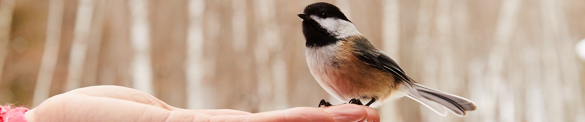 Birding Maps Birding Maps