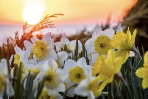 Newsletter Newsletter