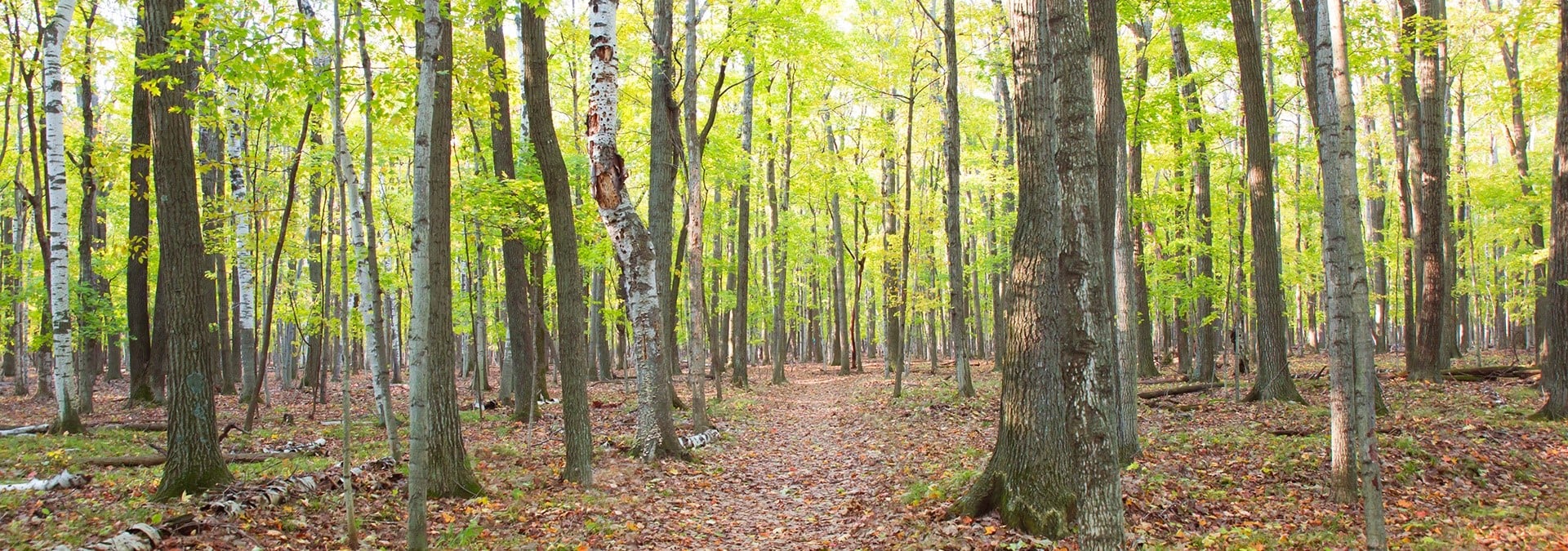 Parks in Door County Wooded trail through the trees