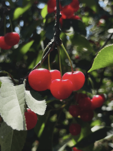 Newsletter Newsletter